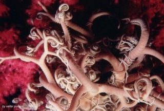  Vegetación especial